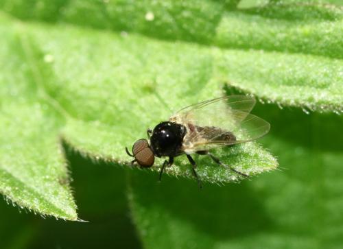 Réf. 277 100 : Simulium sp.
